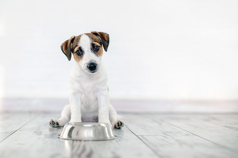 5 questions pour tout savoir sur l’alimentation du chien !